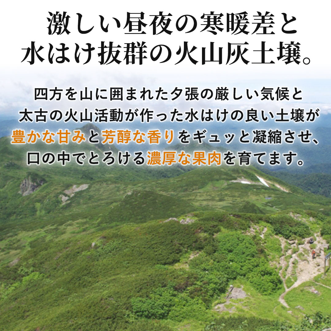 お中元に/最適な圧倒的なとろける甘さ。夕張メロン